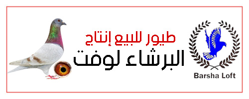 Barsha Loft