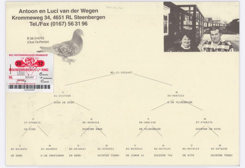 NL17-1182121 - 100% Van Der Wegen فان در ويغن بطلة فايزة بجناحها - Image 3