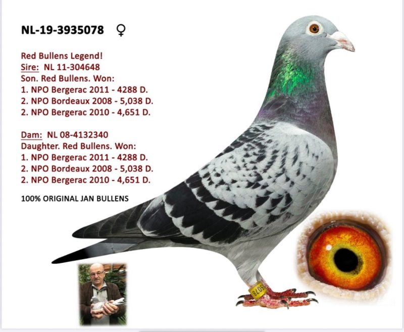 NL 19-3935078  JAN BULLENS أنثى إنبريد بولين كوبمان