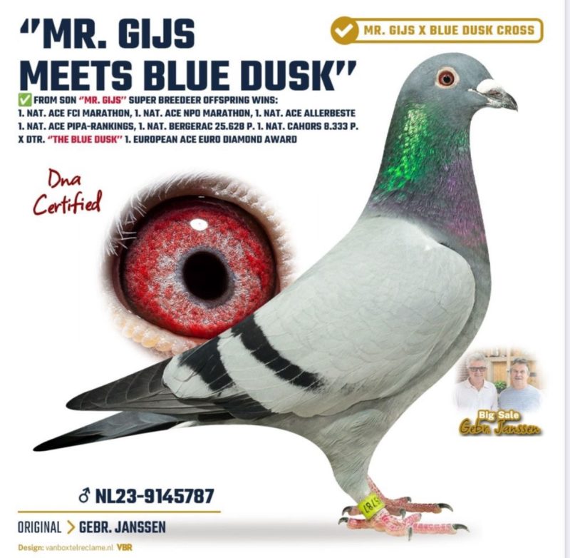 NL-23-9145787-COCK  MAT & PIET JANSSEN ذكر حفيد (بلو دوسك)