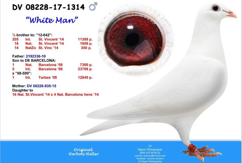 DV-8228-17-1314-COCK  C WHITE HERBOTS-HELLER هيربوتس - هيلر حفيد اوائل برشلونه